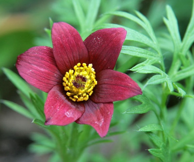 Pulsatilla_vulgarisIMG_3518jpg.jpg