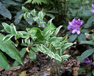 Polygonatum_falcatum_VariegatumIMG_3505jpg.jpg