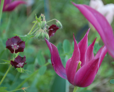 Geranium_phaeum__Tulpe_Burgundy_0010__45455.jpg