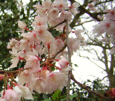 77Prunus_hirtipes.jpg