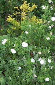 Blanc_Lychnis_Knautia_DSC_0027.jpg