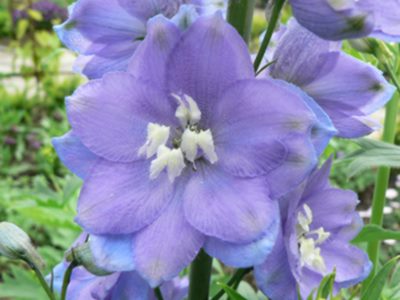 delphinium.magicfountains.2009.jpg