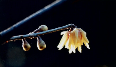 Chimonanthus_praecox_Haer_02.05.jpg