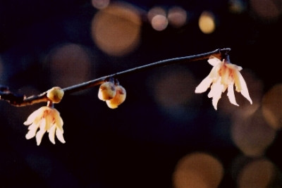 Chimonanthus_praecox_mit_Lichtbrechung_Haer_02.05.jpg