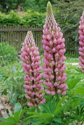 lupine_rosa.jpg