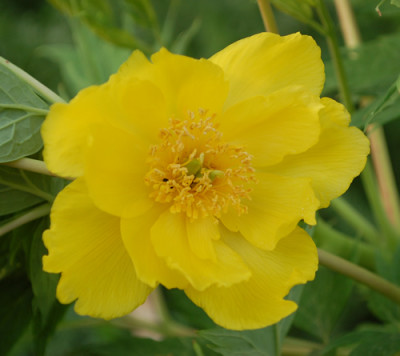 P._delavayi_f._lutea_0010__47057.jpg