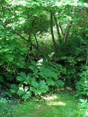 rodgersia_podophylla_jung.jpg