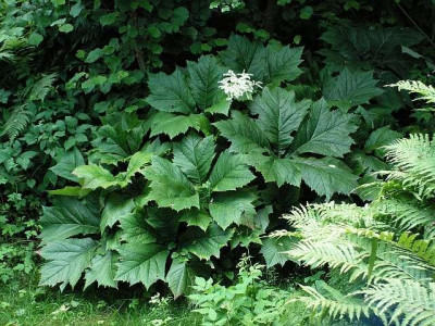 rodgersia_podophylla_011.jpg