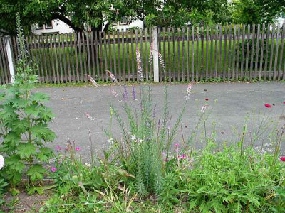 linaria_purpurea-axel.jpg