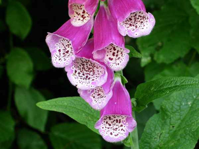 digitalis-axel.jpg