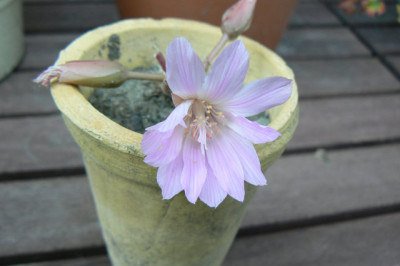 Lewisia_rediviva_090610_a.jpg