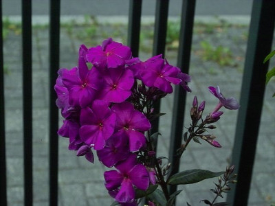 k-Phlox-Samling_purpur_2.jpg