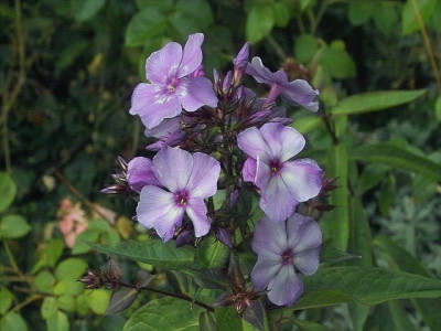 k-Phlox_Blue_Paradise_1.jpg