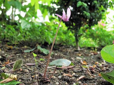 p_IMG_2332_Cyclamen.jpg