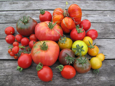 tomatenernte2_09.jpg