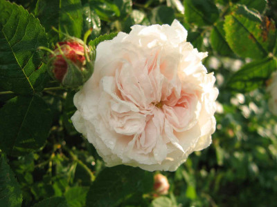 blanchefleur091.jpg