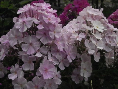 k-Phlox_Marie_2.jpg