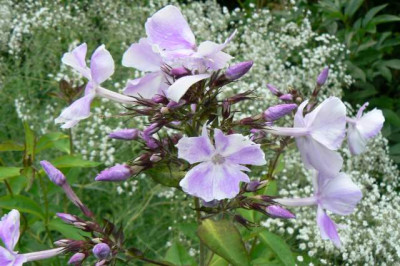 Phlox_in_weier_Wolke.jpg