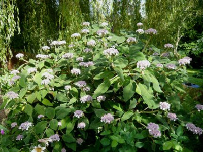 Hydrangea_aspera_var._villosa_fars_2009.jpg