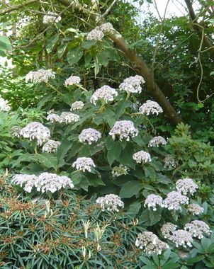 Hydrangea_aspera_subsp._sargentiana_fars_2009.jpg