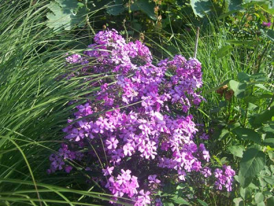 Phlox_Jana01_web.jpg