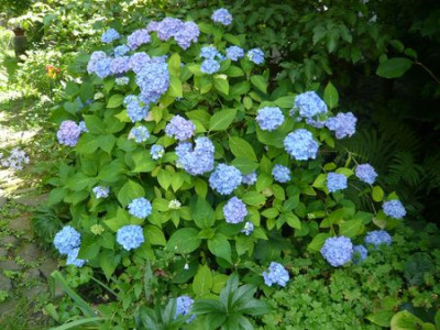 Blaue_Hortensie_fars_2009.jpg