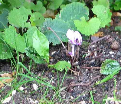 cyclamen-das-erste1.jpg