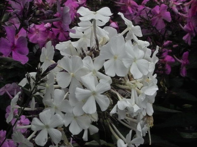 k-Phlox_amplifolia_Weie_Wolke.jpg