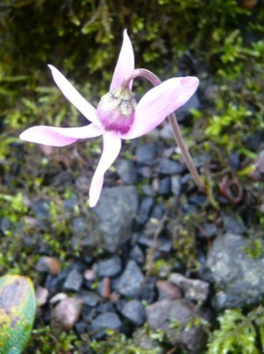 Cyclamen_purpurascens_Juli_fars_2009.jpg