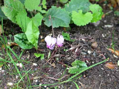 cyclamen-hederifolium.jpg