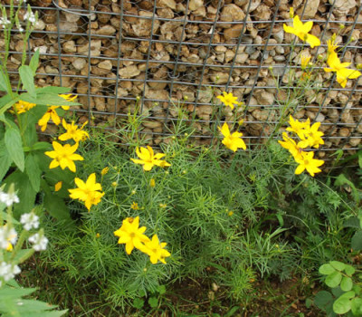 Madchenauge_Coreopsis_verticillata_Moonbeam_0010__54519.jpg