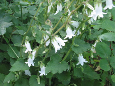 Campanula_alliariifolia_Juli_09.jpg