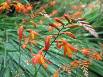 crocosmia_0562.jpg