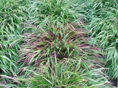 Hakonechloa_rot-grun.JPG