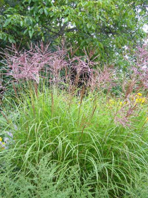 Miscanthus_sinensis_Ferner_Osten_600x600_80KB.jpg