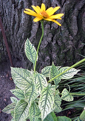 Heliopsis_helianthoides_Loraine_Sunshine.JPG