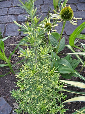 Artemisia_vulgaris_variegata_1.JPG