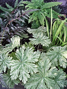 Geranium_phaeum_Margaret_Wilson.JPG