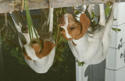 Spiegelung_im_Wasser2_klein.jpg