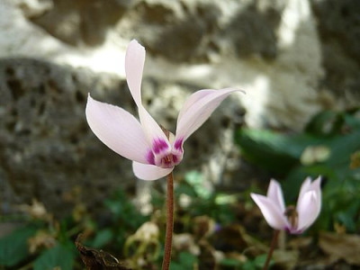 Cyclamen_cilicium_fars_2009.jpg