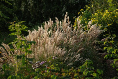 miscanthus_abendlicht_sept.jpg