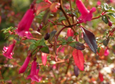 Herbst_F._microphylla.JPG