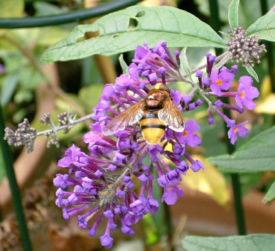 Hornissenschwebfliege_2009-09-06_053.jpg