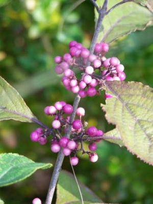 Callicarpa09.jpg