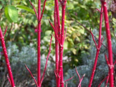 CornusAlbaSibirica.jpg