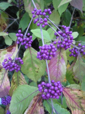 Callicarpa_31551.jpg