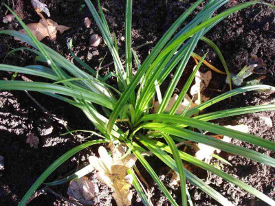 Carex_foliosissima__grun_ue.jpg