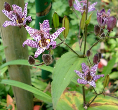 tricyrtis_formosana_purple_beauty_2009-10-04_143k.jpg