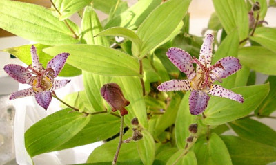 tricyrtis_unbekannte_2009-09-06_028k.jpg