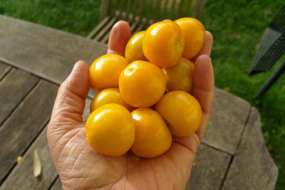 Physalis_in_Hand1.jpg